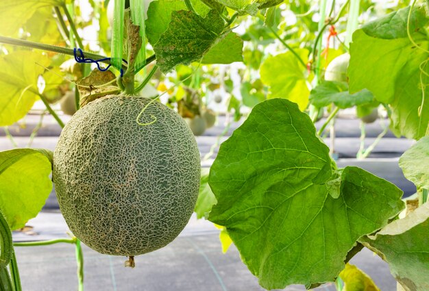 Fruit de melon ou de cantaloup frais sur son arbre