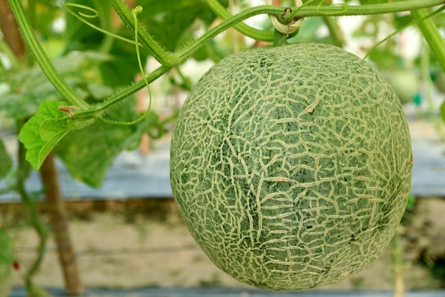 Fruit de melon dans les arbres de la serre