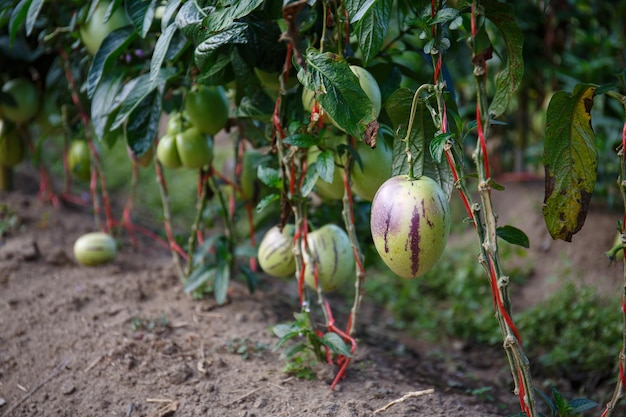 Fruit de melon pépino, (Solanum muricatum)