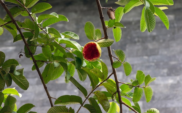 Un fruit mûr de goyave sur un arbre mangé par les oiseaux, dans un foyer peu profond