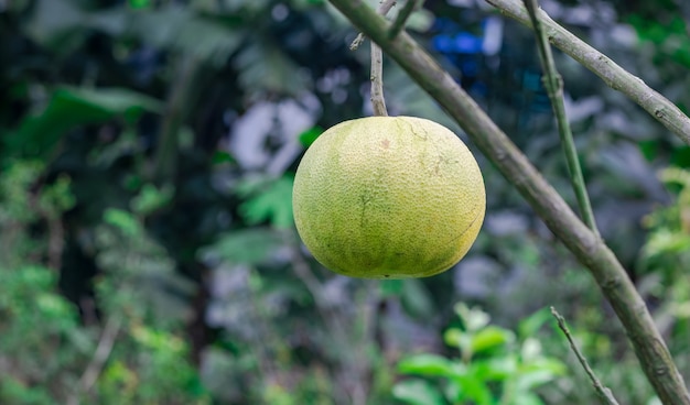 Un fruit mûr de pomelo sur l'arbre se bouchent dans le jardin