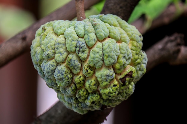 Photo fruit mûr de pomme à sucre (annona squamosa)