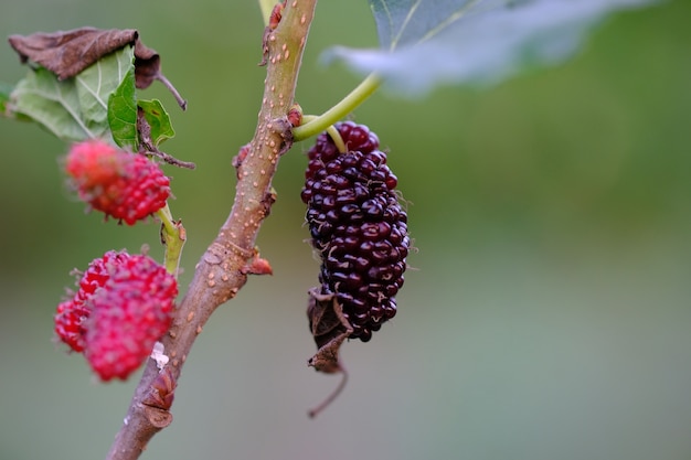 Photo fruit de mûrier dans la ferme thaïlande