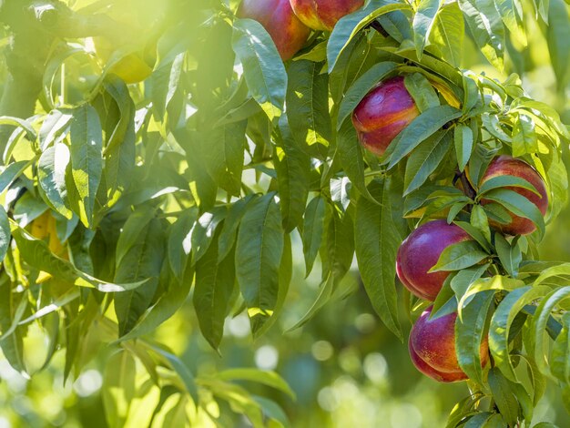 Fruit de nectarine rouge dans le jardin naturel