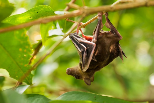 Photo fruit à nez court indonésien bat cynopterus titthaecheilus à l'état sauvage