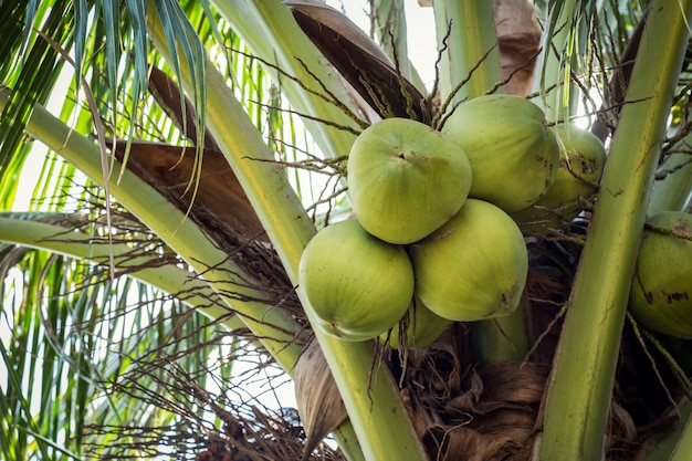 fruit de noix de coco sur l&#39;arbre