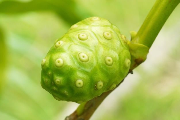 Fruit de noni