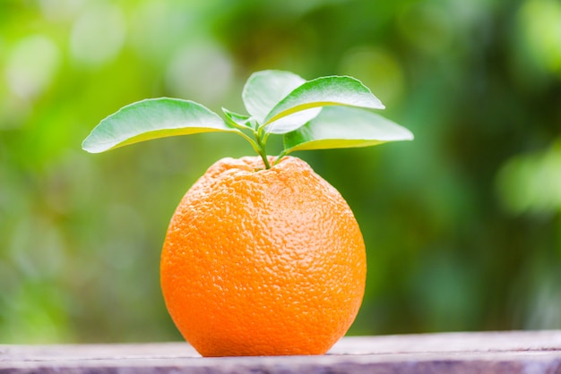 Fruit orange sur la nature verte en été