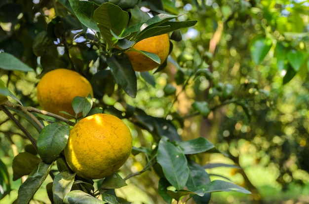 Fruit d&#39;orange sur son arbre dans le jardin