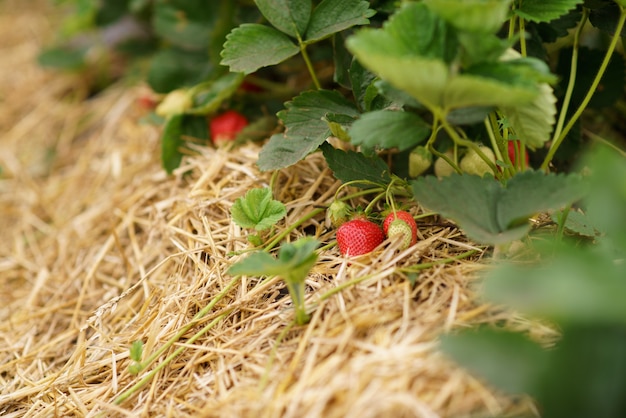 Fruit de paille rouge fraise