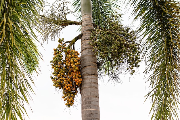 Fruit de palme - plante décorative dans les jardins