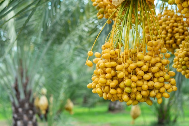 Fruit de palmier dattier dans les arbres