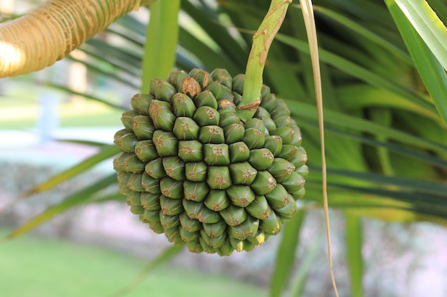 fruit de palmier exotique sur une brancheFruit de Pandanus utilis