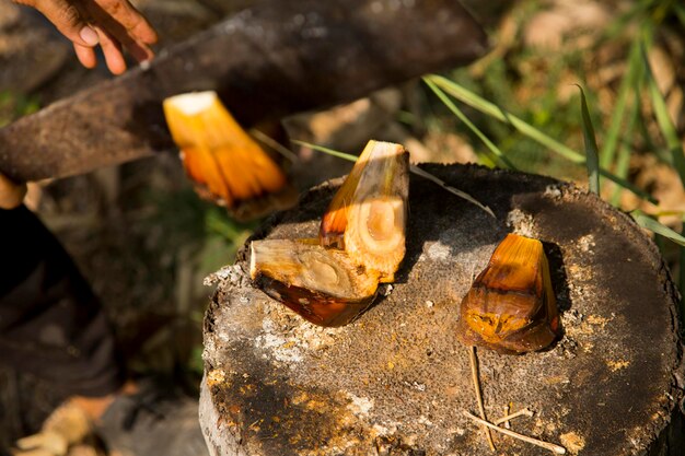 Fruit de palmier Nipa dans la province de Samut Songkram en Thaïlande