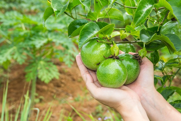 Fruit de la passion sur l&#39;arbre