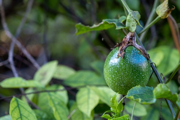 Fruit de la passion sur la vigne.