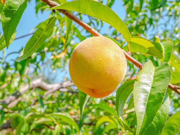 Fruit de pêche sur un fond de ciel bleu