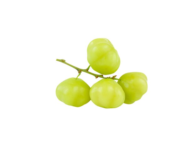 Le fruit de Phyllanthus acidus ou star gooseberry est consommé comme un stimulant sanguin pour le foie