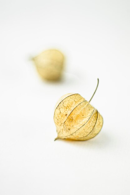 Photo fruit de physalis protégé par un calice de plante sur fond blanc