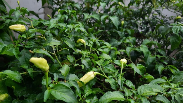 Fruit de piment qui est encore jeune et qui attend toujours d'être récolté