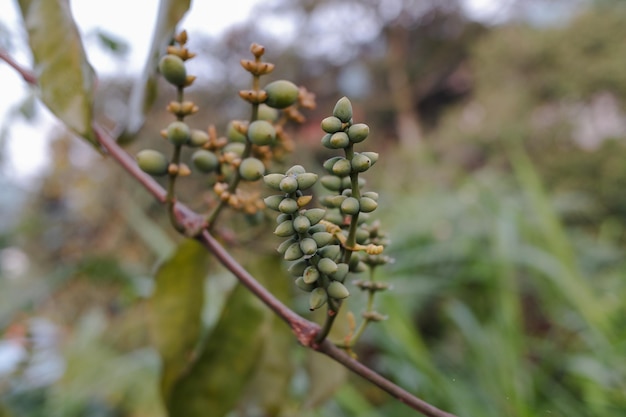 Le fruit d'une plante dont le nom scientifique est Gnetum gnemon ou melinjo dans le jardin domestique