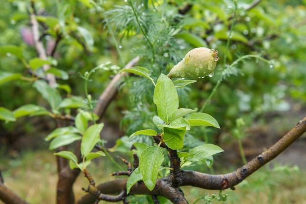 Fruit de poire immature sur une branche d'arbre