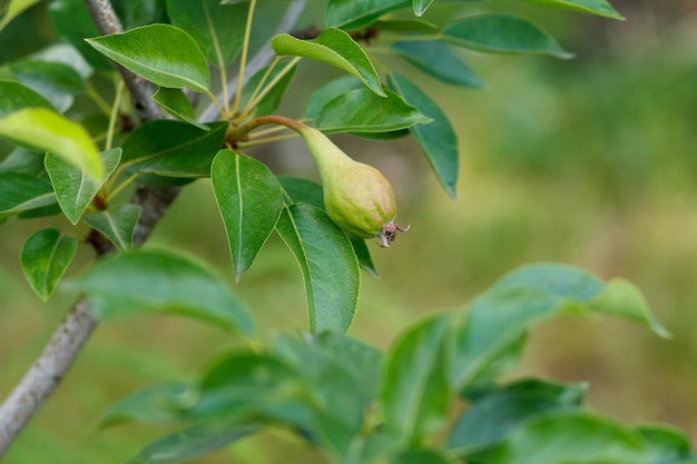 Fruit de poire immature sur la branche d'arbre