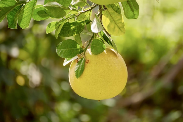 Fruit de pomelo dans le jardin