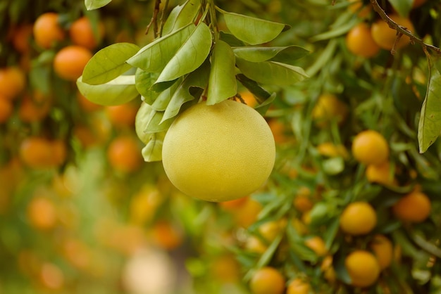 Fruit de pomelo dans le jardin