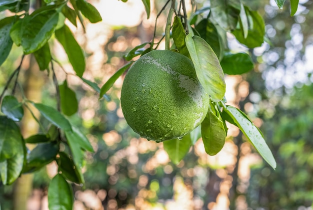 Fruit de pomelo frais bio avec des gouttes d'eau accrochées à l'arbre