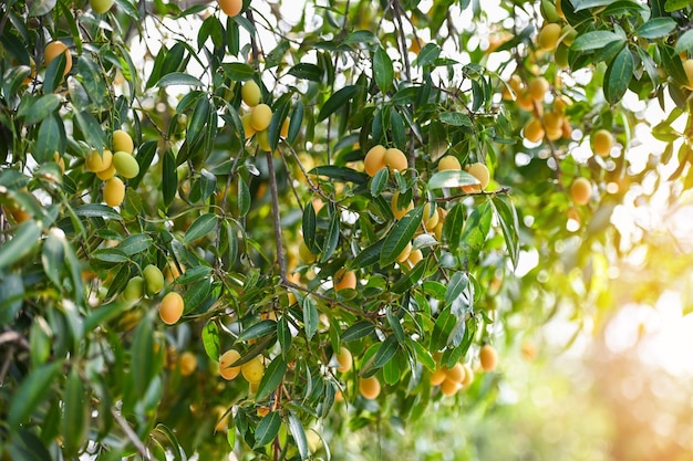 Fruit de prune mariale dans un prunier marial dans le jardin verger de fruits tropicaux Nom en Thaïlande Sweet Yellow Marian Plum Maprang Plango ou Mayong chid