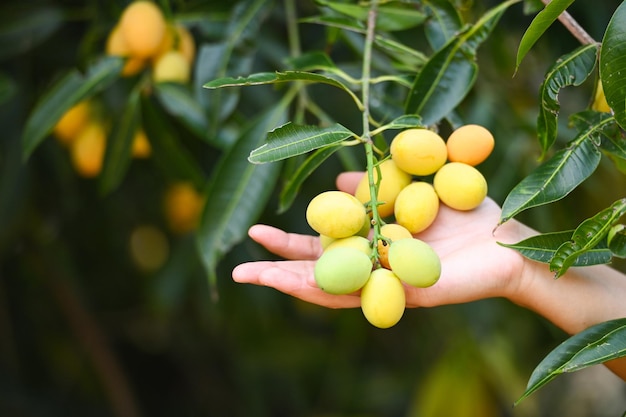 Fruit de prune mariale dans un prunier marial dans le jardin verger de fruits tropicaux Nom en Thaïlande Sweet Yellow Marian Plum Maprang Plango ou Mayong chid