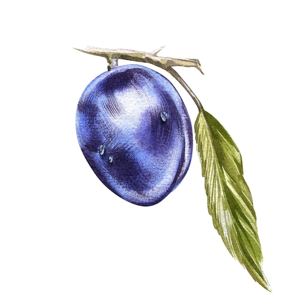 Fruit de prune violet bleu mûr frais isolé sur fond blanc main aquarelle daw botanique illustrat