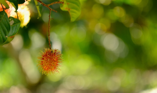 Fruit de ramboutan suspendu à un arbre