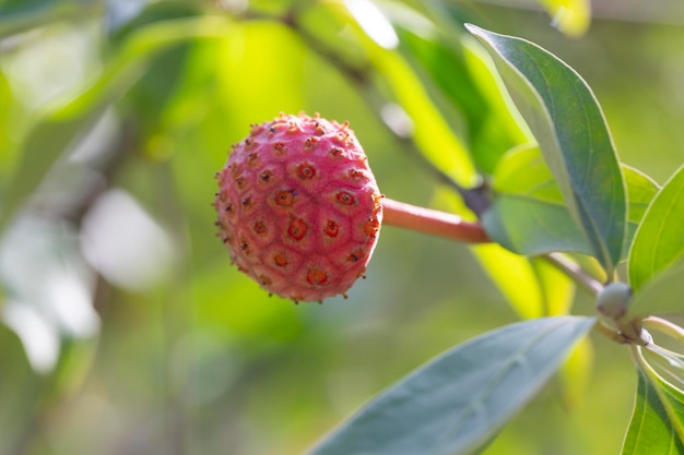 Le fruit rose de la plante cornus capitata se bouchent