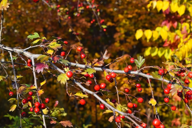 Fruit rouge de Crataegus monogyna, connu sous le nom d'aubépine ou d'aubépine à une seule graine peut, mayblossom, maythorn