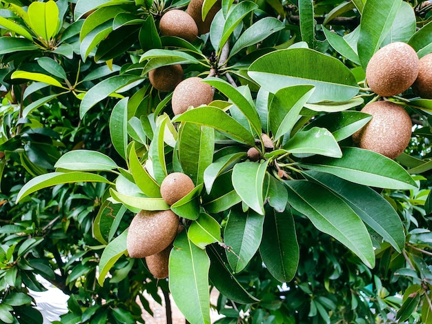 Fruit de sapotille sur l'arbre