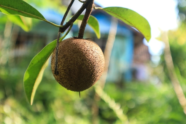 Fruit de sapotille sur l'arbre