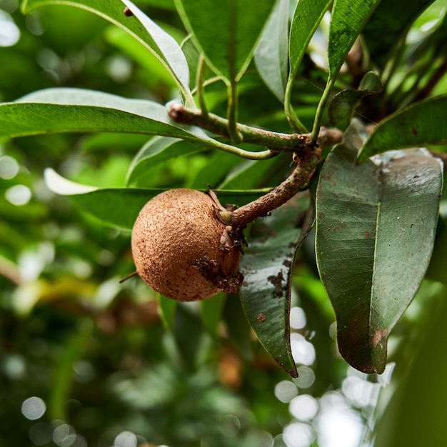 fruit de sapotille poussant dans l'arrière-cour