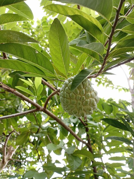 Fruit de Srikaya sur l'arbre Annona Squamosa