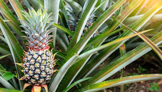 Fruit tropical d'ananas poussant dans l'espace de jardin pour la texture