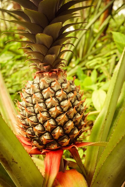 Fruit tropical d'ananas