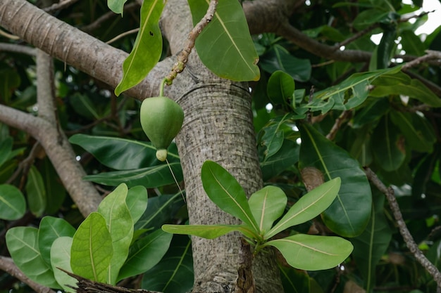 Fruit vénéneux de l'arbre Barringtonia asiatica