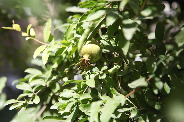 Un fruit vert sur un arbre avec des feuilles et une pomme verte dessus.