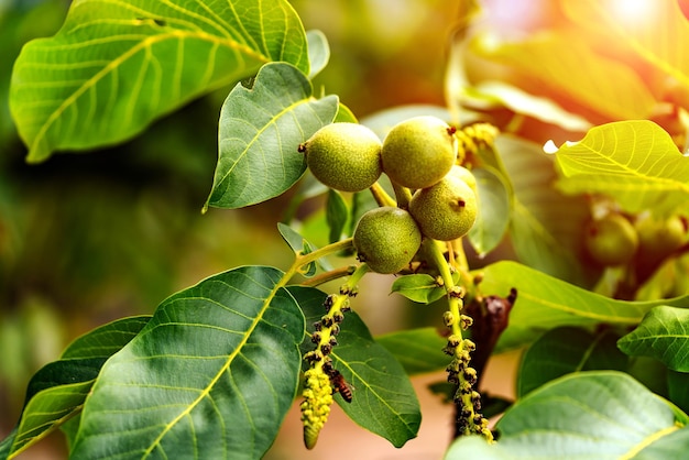 Fruit vert de la noix sur la branche Noyer