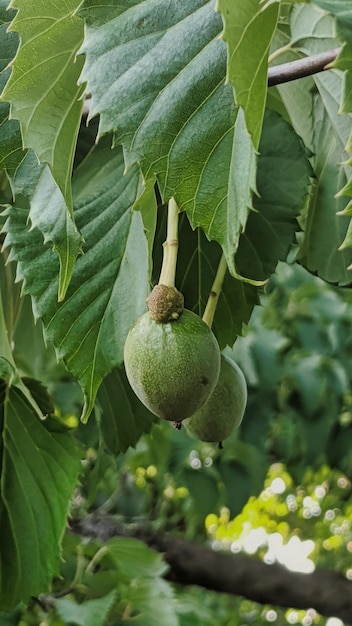 un fruit vert suspendu à une branche d'arbre