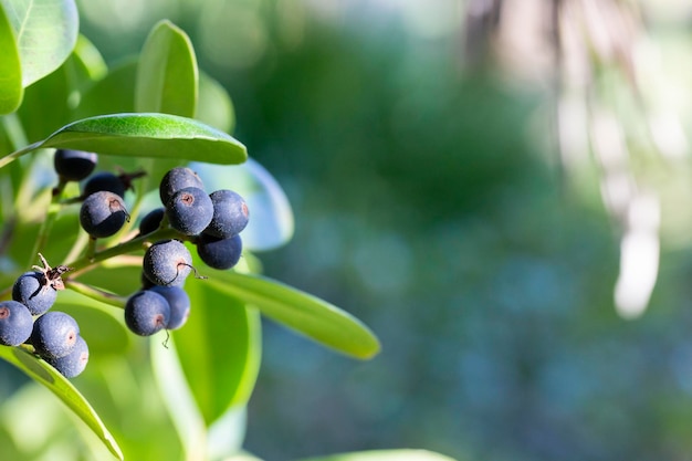 Fruitbearing Rhaphiolepis indica Arbuste à feuilles persistantes arbre nain multicaule Le fruit est violet foncé vert rond feuilles petit ovale