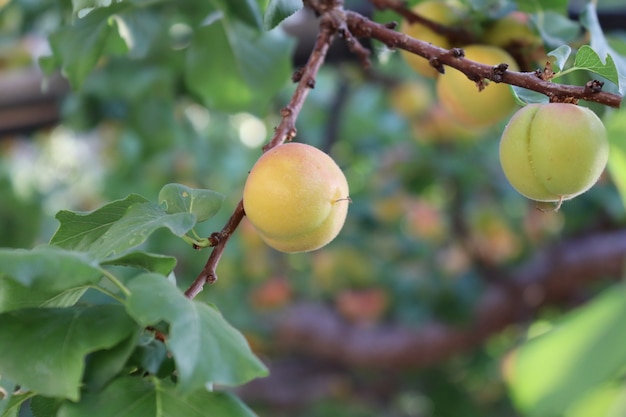 fruits d'abricot sous la lumière du jour de la saison estivale fond d'été