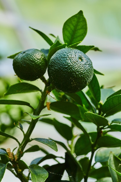 Fruits d'agrumes verts ronds provenant d'orangers tropicaux et de feuilles cireuses