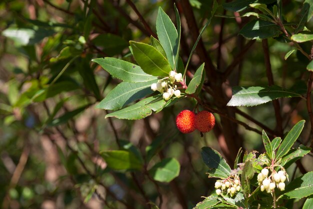 Fruits de l'arbousier